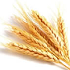 Triticum vulgaris 